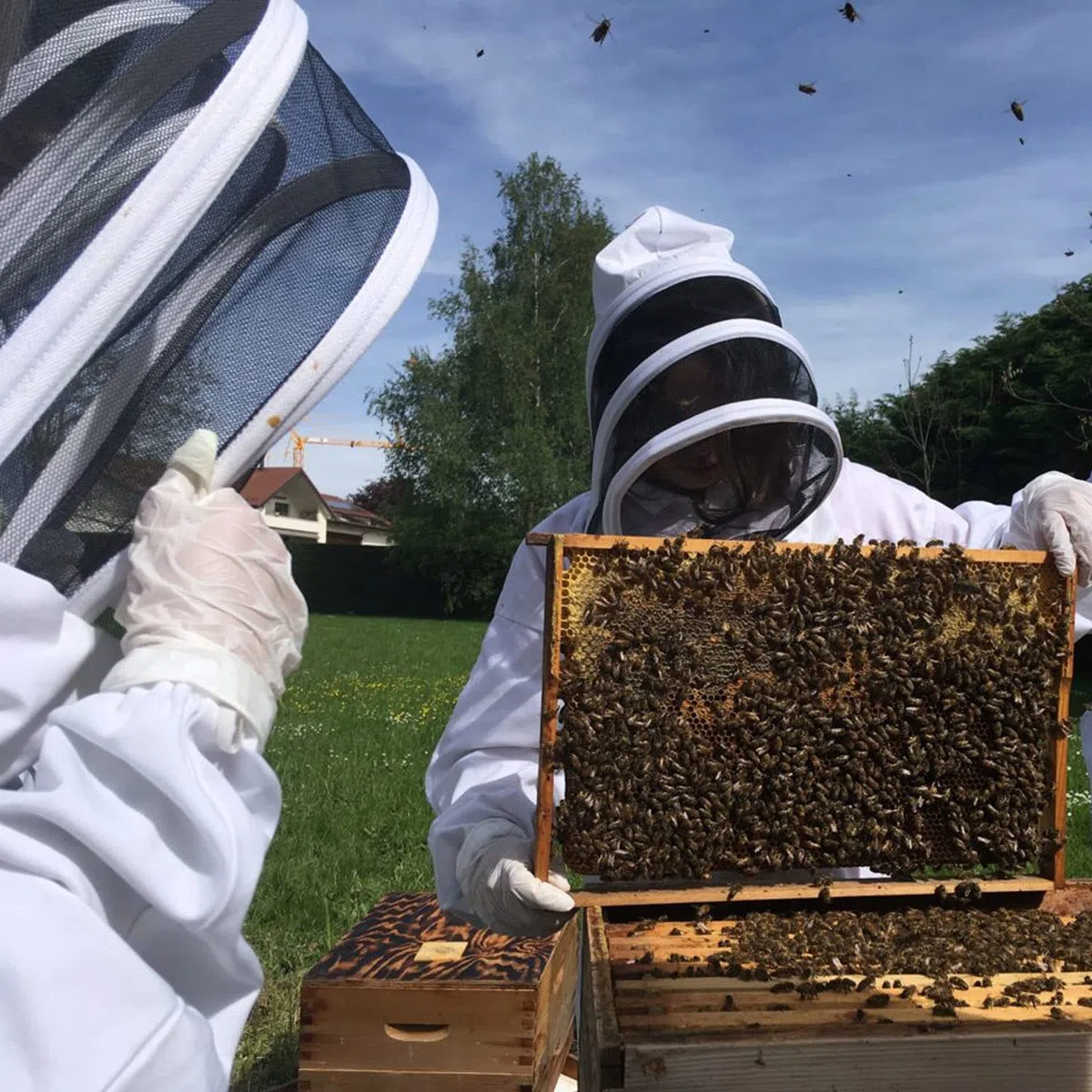 Tuta da apicoltura, giacca da apicoltura, da donna, colore bianco, per apicoltori professionali e principianti (L)