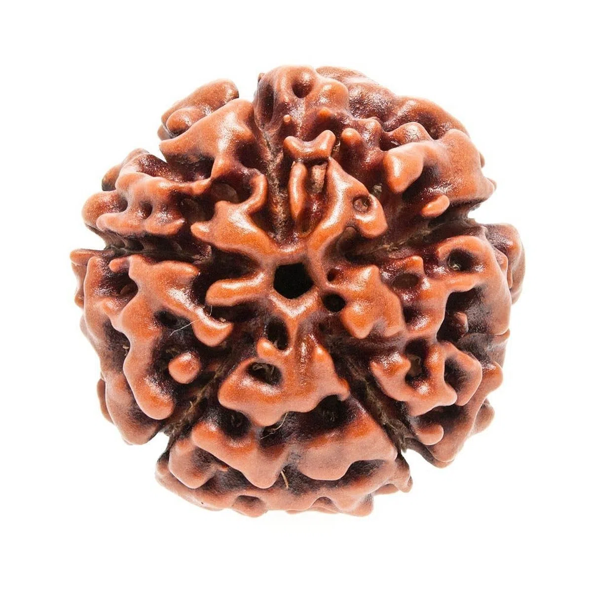 Petrichor Nepali Five Faced / 5 Faced / 5 Mukhi Rudraksha (Paanch Mukhi Rudraksha) Brown Color with Certificate
